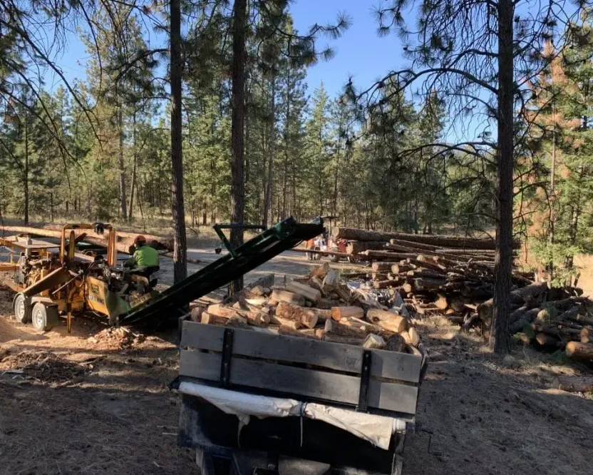 Firewood in Lake Cowichan BC: a firewood processor loading split wood into a trailer among pine trees