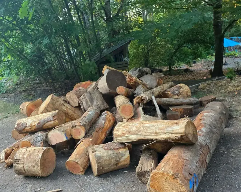 Firewood in Shawnigan Lake BC: a pile of log rounds under trees