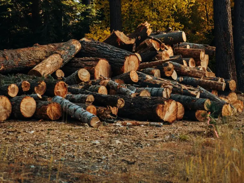 Example photo of a log pile under tall trees, Cowichan Valley BC