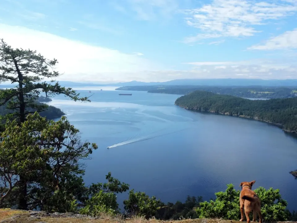 View over the water from a forested lookout, Shawnigan Lake BC