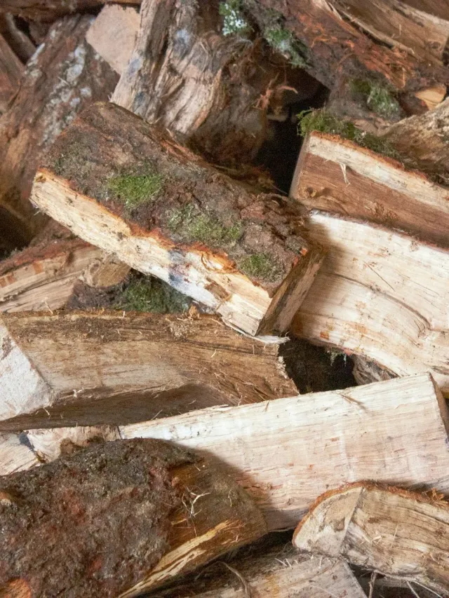 Close-up of split firewood pieces with bark and moss, Duncan BC